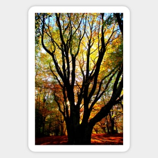 Incredible beech tree with multiple trunks and autumn leaves sunlit from behind in Canfaito forest Sticker